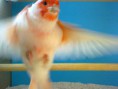 /album/fotogaleria-mis-pajaros/imagen32-1-jpg3/